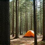 Camping tents in the forest